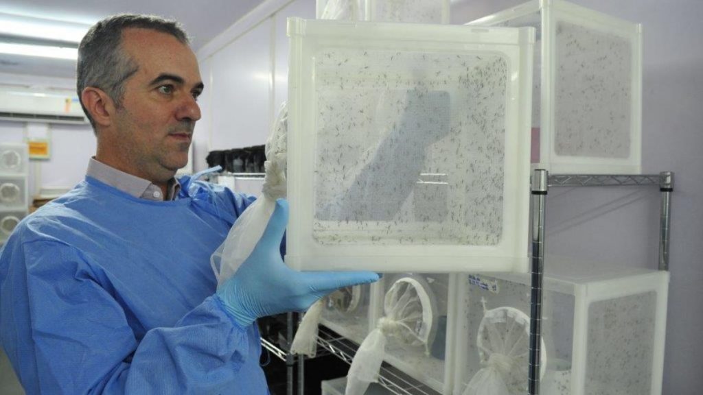 mosquito dengue cientista mineiro