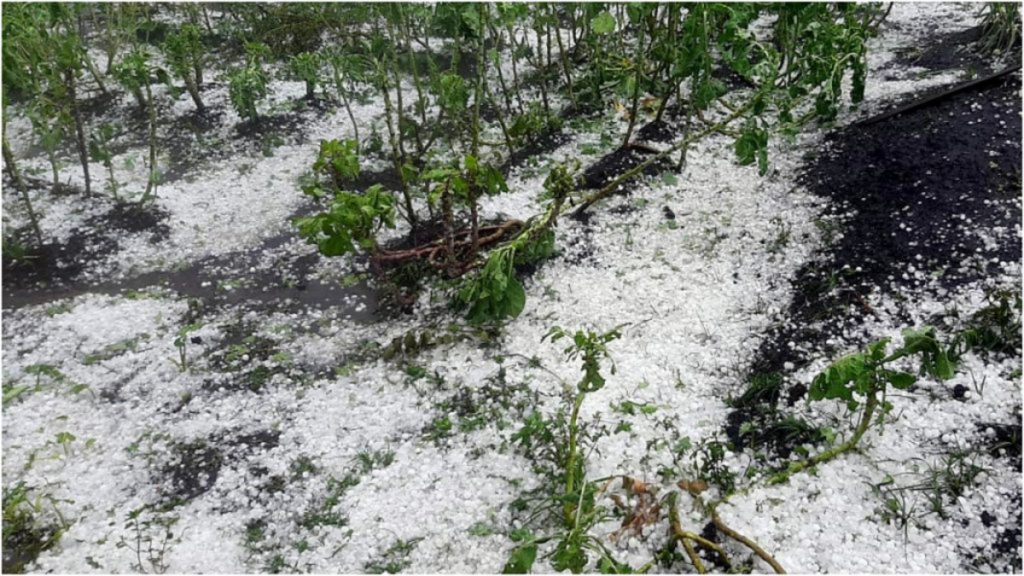 Quase 100 cidades de Minas Gerais estão com alerta de grazino nesta quinta