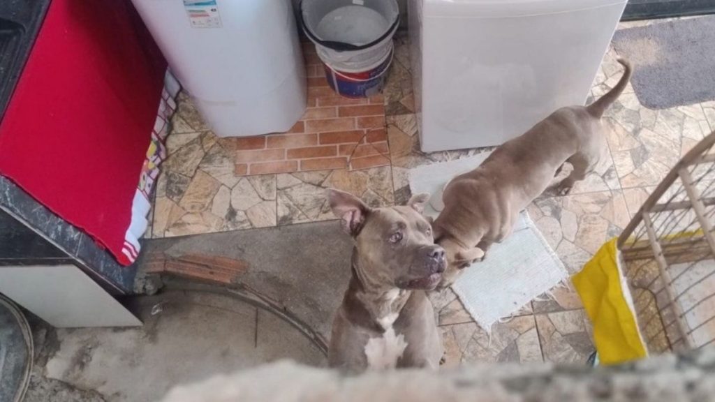 Pitbull capturado pelo Corpo de Bombeiros em Betim