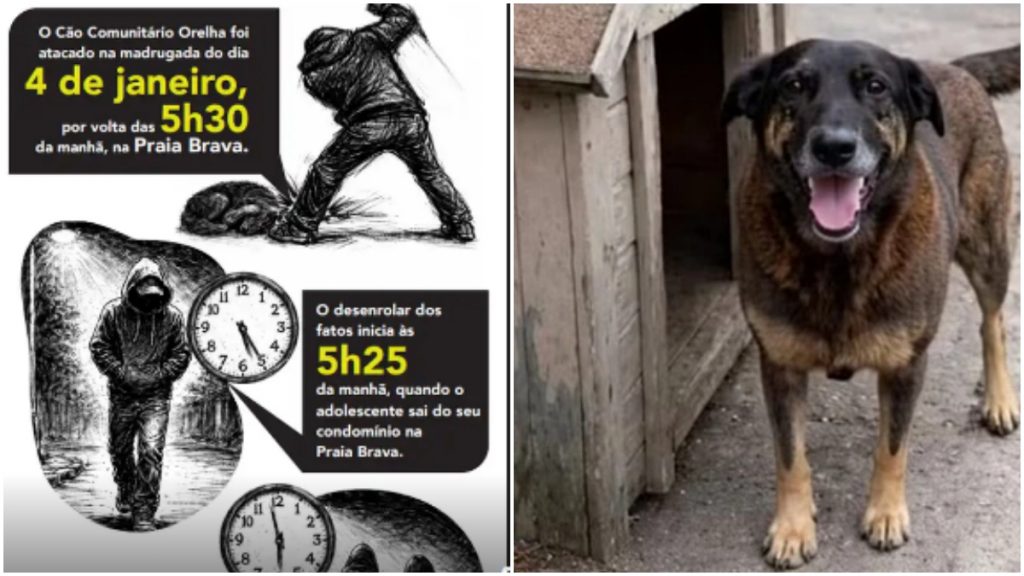 cão orelha