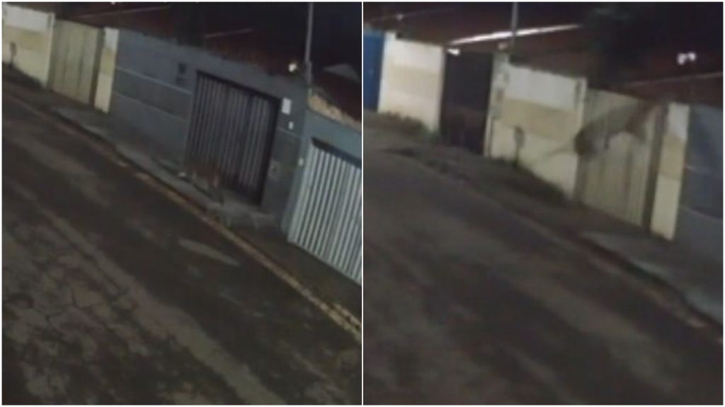 onça é flagrada em rua de Esmeraldas, na Grande BH
