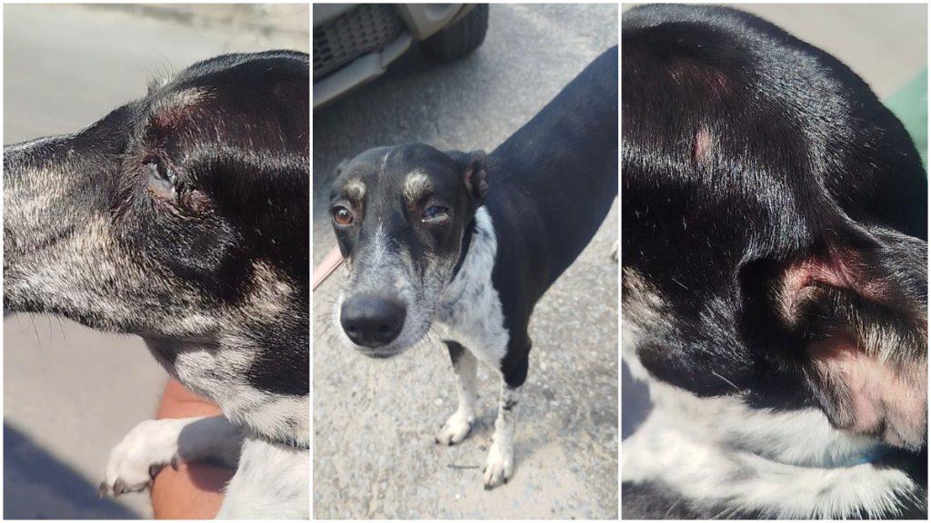 VÍDEO: Mulher é presa suspeita de maus-tratos contra cães em Betim