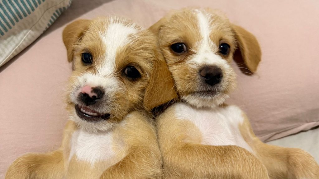 Cachorrinhos foram abandonados no Padre Eustáquio