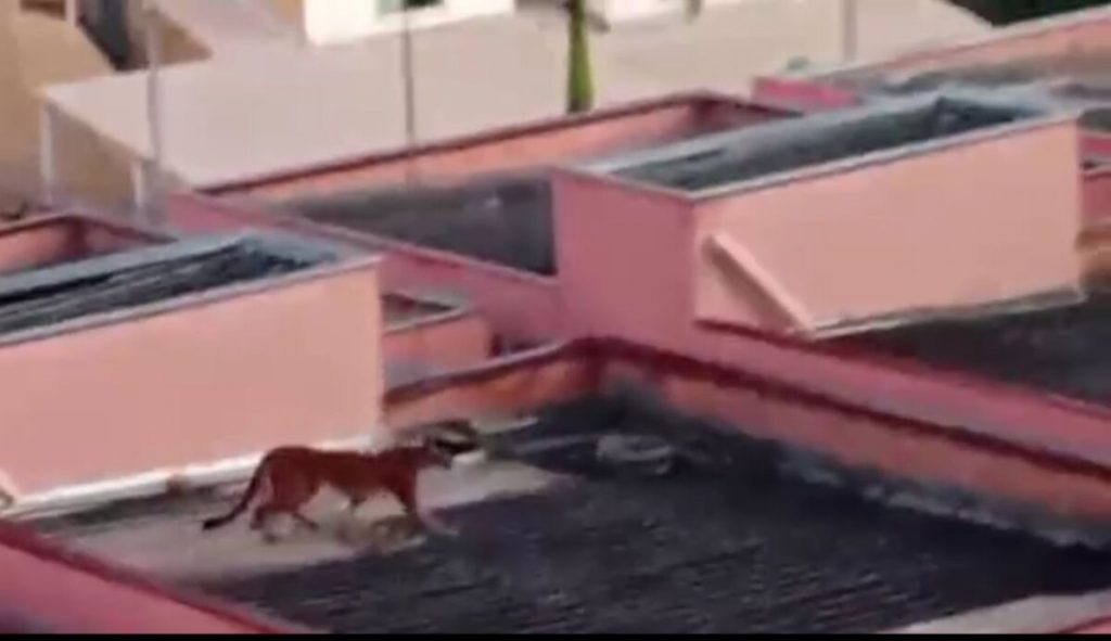 VIDEO: Após onça em Esmeraldas, bombeiro explica o que fazer ao encontrar animais silvestres