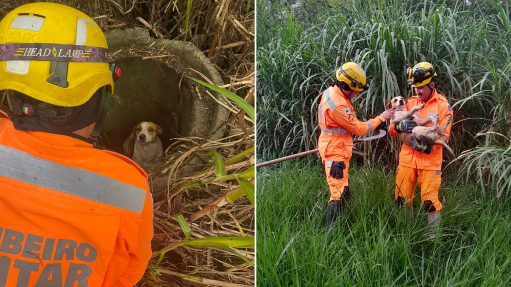cachorro resgatado araxá triângulo mineiro