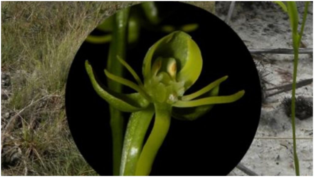nova espécie orquídea
