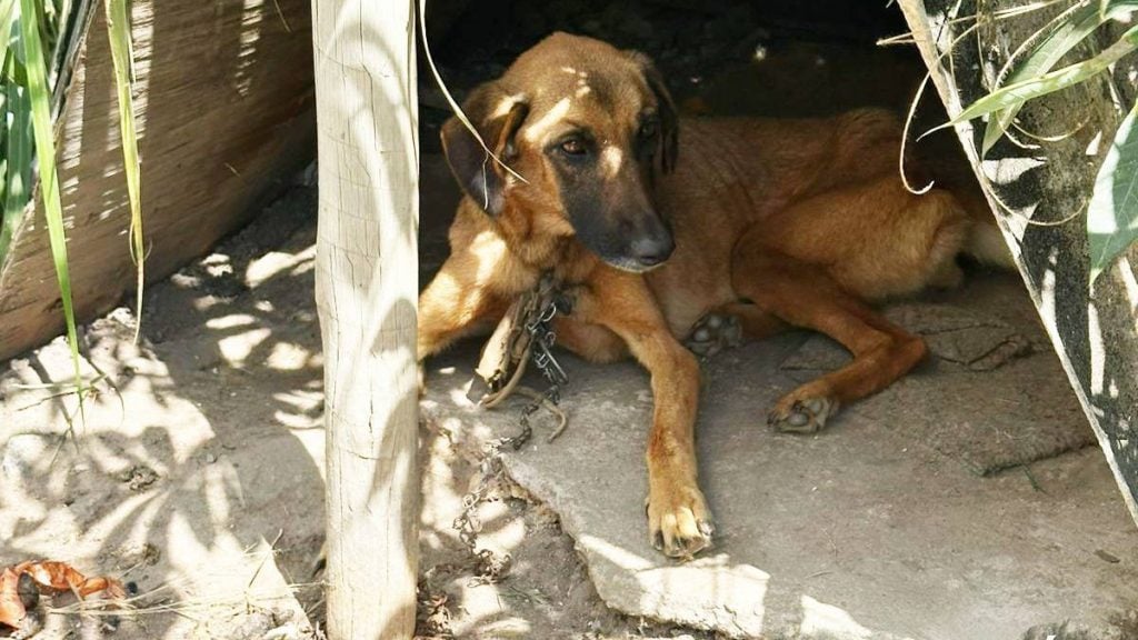 Crueldade contra animais é crime.