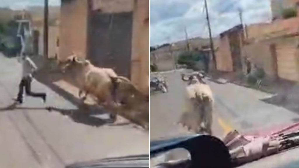 Vaca solta em Uberaba