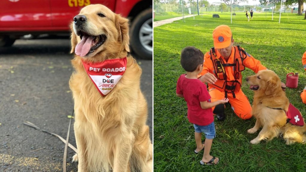 morre cão causas sociais minas gerais