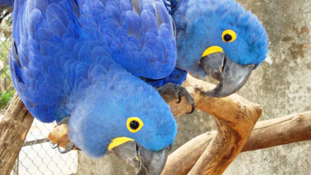 Zoológico de BH comemora Dia Mundial dos Psitacídeos