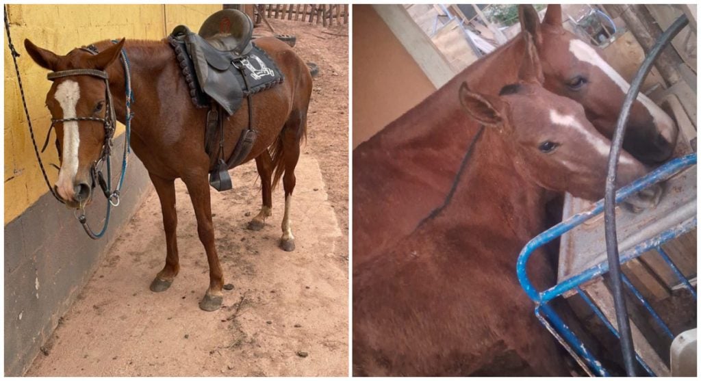 Égua é encontrada em adutora da Copasa na Grande BH