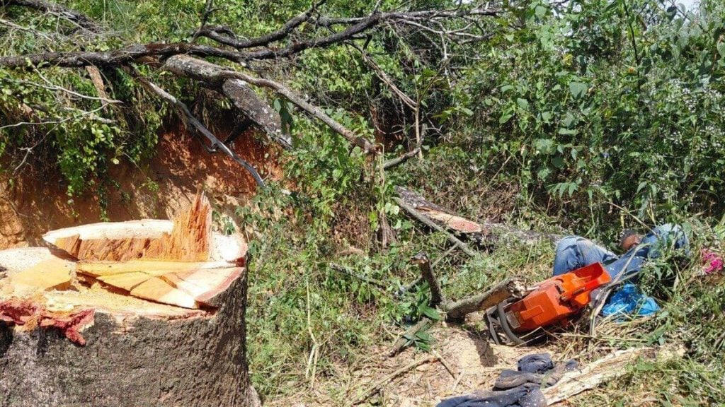 Trabalhador morre após atingido por árvore que ele mesmo cortava em Pedro Leopoldo, em BH