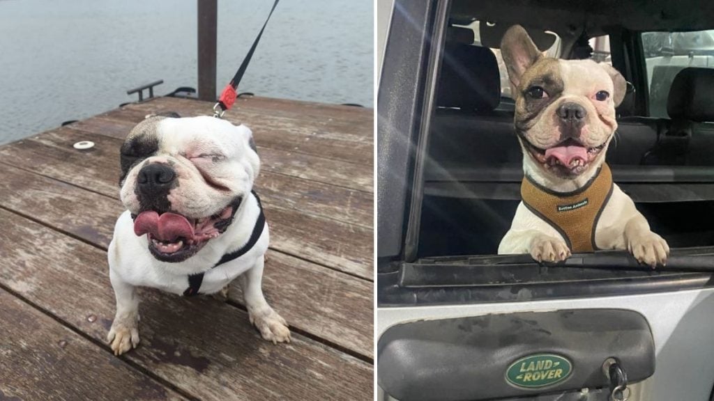 Cachorro Bruce que foi baleado em BH por sargento da PM