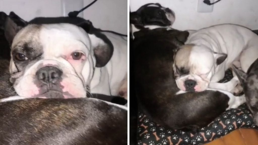 O cachorro Bruce, que foi baleado por PM recebeu alta