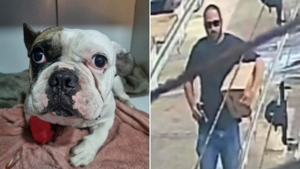 foto de cachorro e de homem que atirou contra cachorro em frente a loja no Nova Granada, em BH
