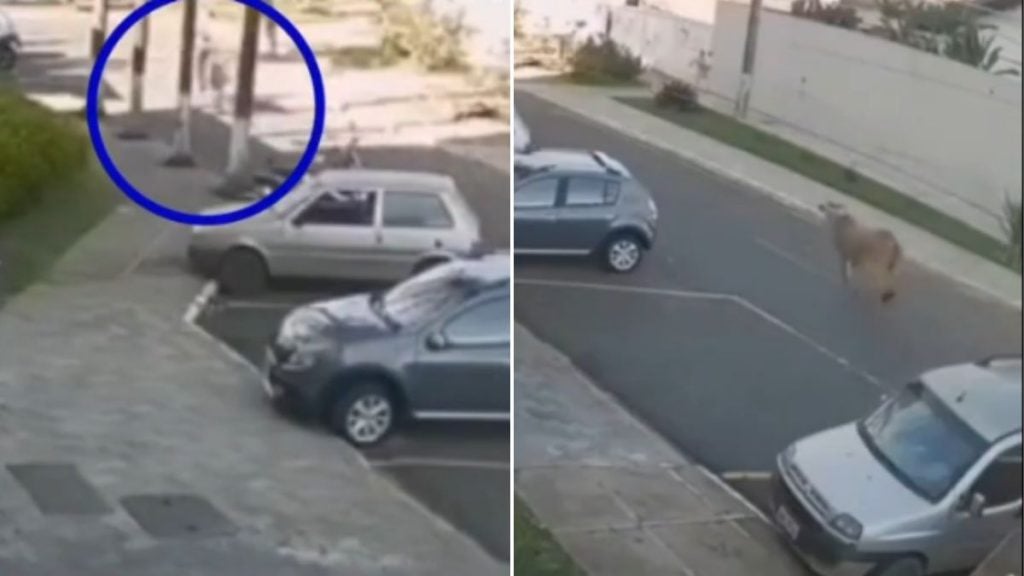 momento onde homem é atropelado por boi em araxá MG