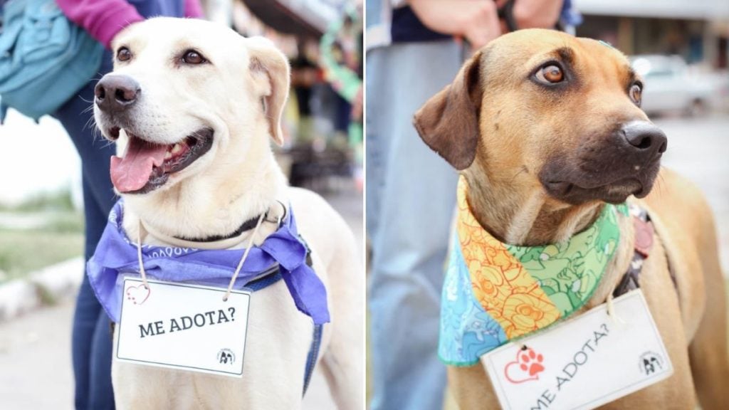'ArraiAu': em clima junino, feira de adoção de cães e gatos neste sábado em BH