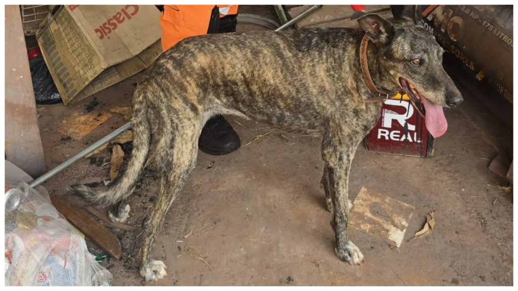 VÍDEO: Cachorro fica preso entre muros ao se assustar com fogos de artifício e é resgatado em Minas