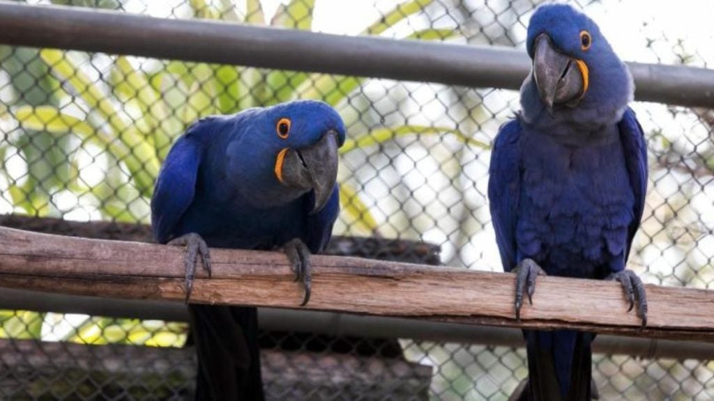Dia dos Namorados animal: casais do Zoológico de BH terão “date” com refeição especial