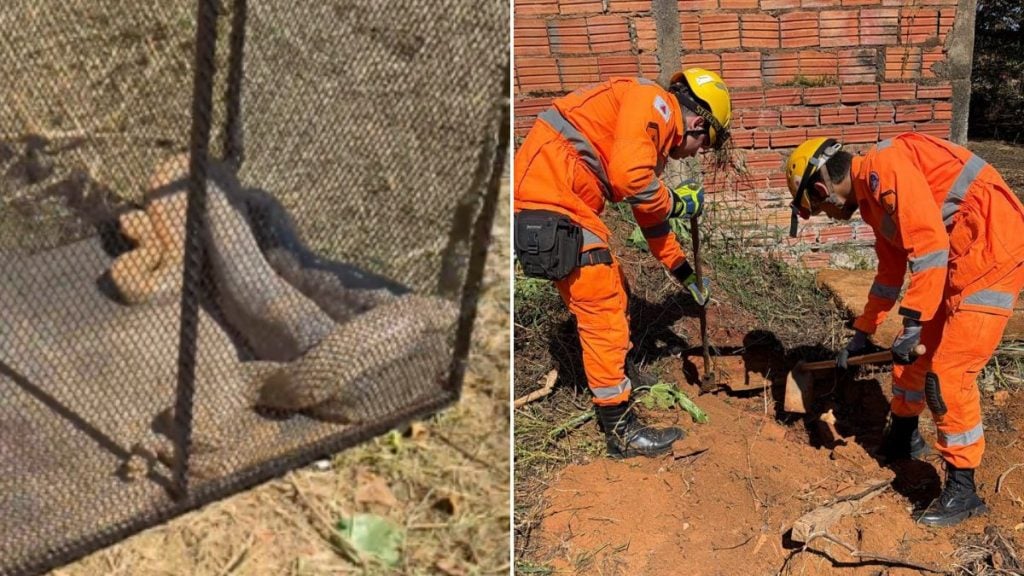 Três serpentes de grande porte são capturadas em lote de MG; espécie ainda será identificada