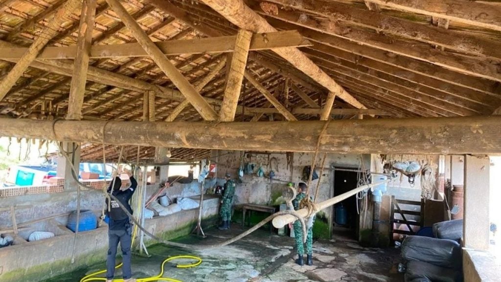 PC resgata 195 porcos e interdita oito estabelecimentos durante operação em Minas