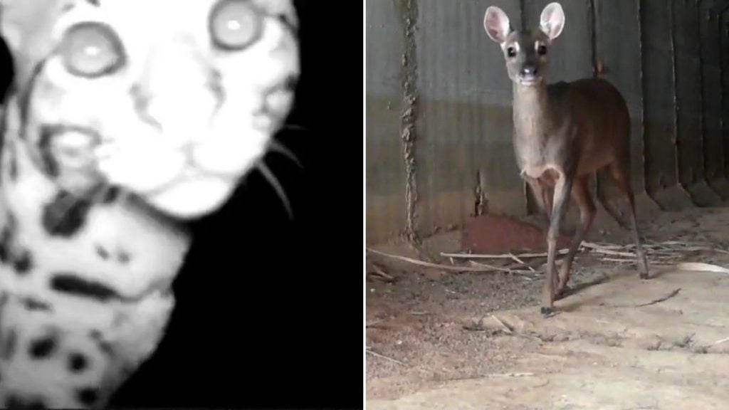 atropelamento animais grande bh