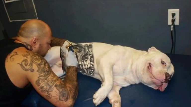 cães tatuagem e piercing maus tratos mg