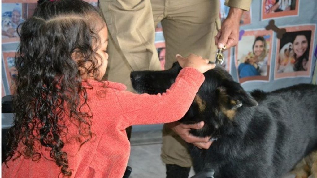 Hospital de MG promove visitas de cães treinados a pacientes