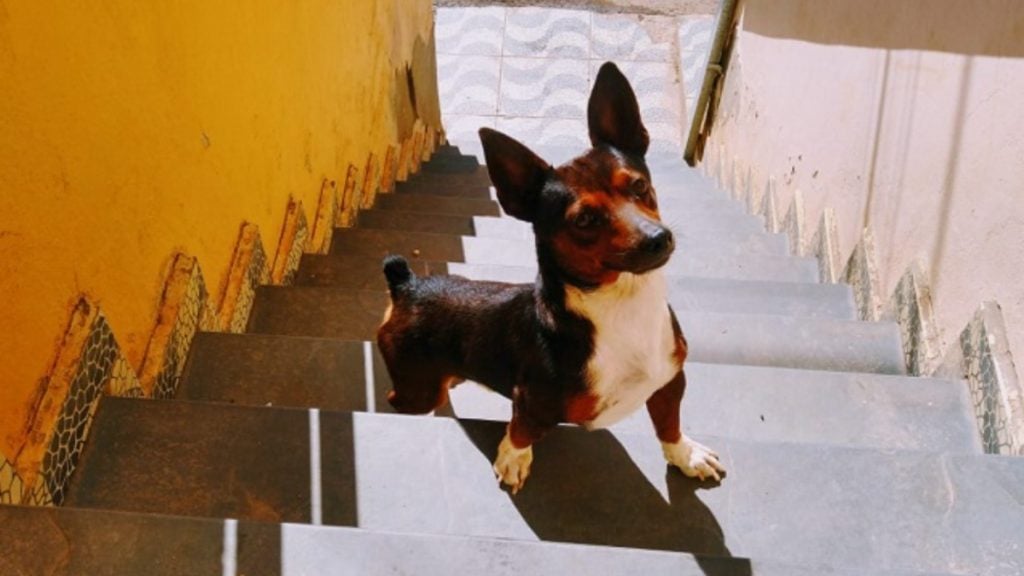 Acusado de matar cão com chute em MG tem prisão decretada