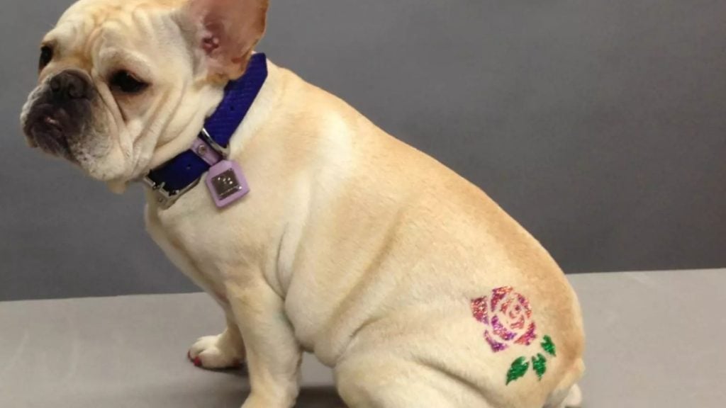 Tatuagem em cães estão proibidas em Minas Gerais.