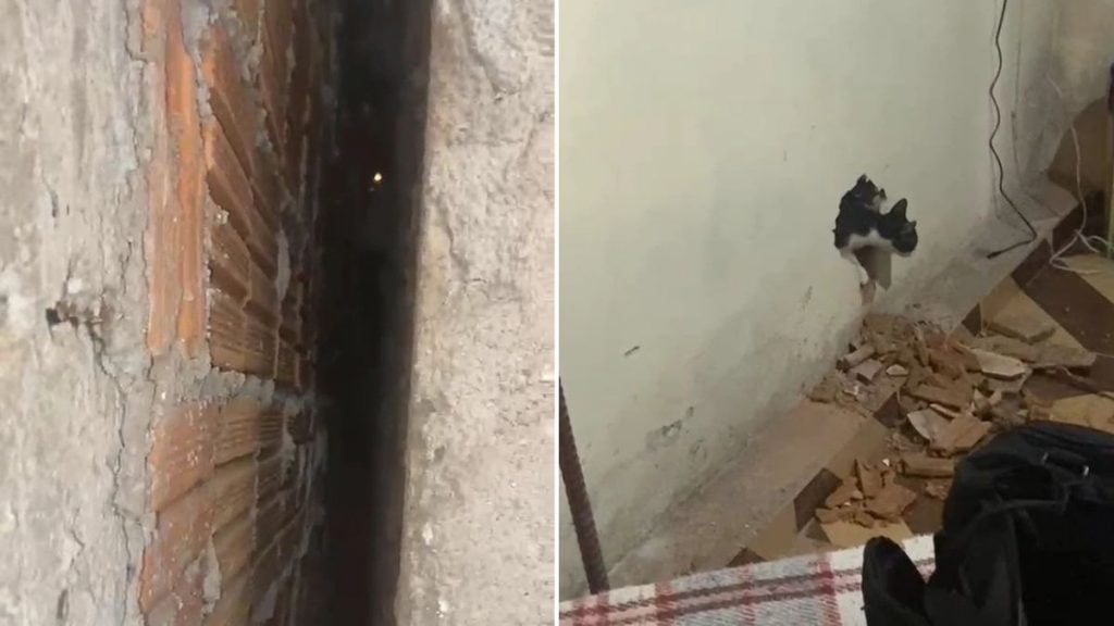 gato resgatado sul de minas