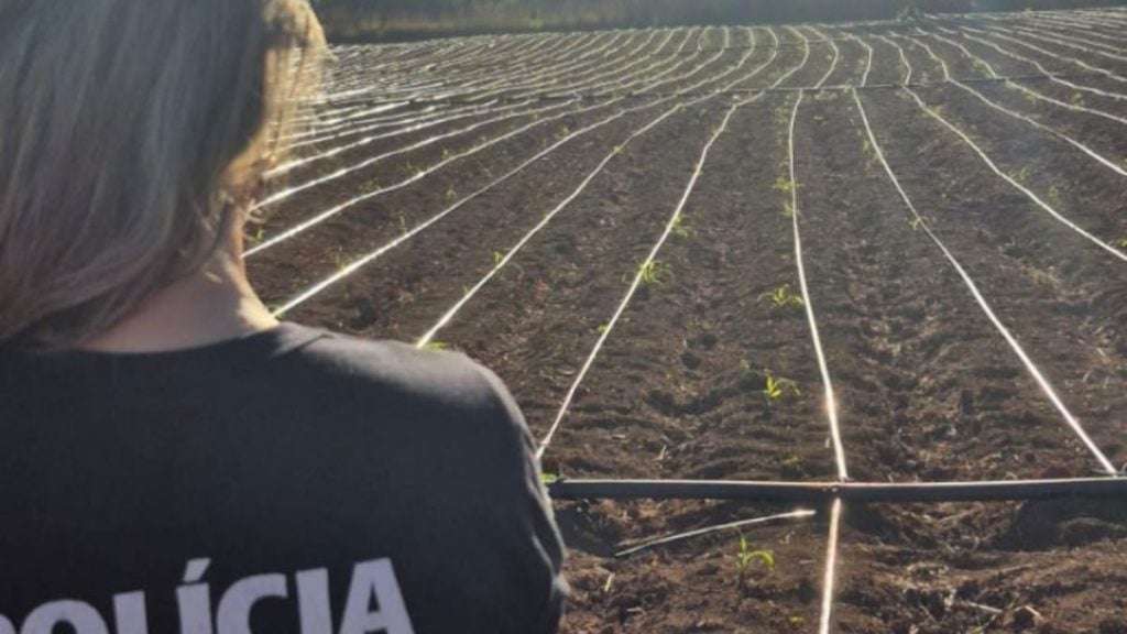 maconha cultivo minas gerais