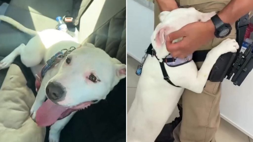 tutora prende cão carro minas gerais