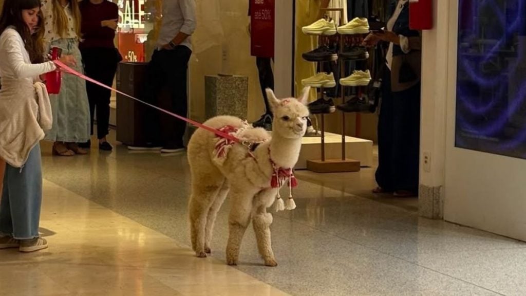 Alpaca é vista passeando em shopping de bh