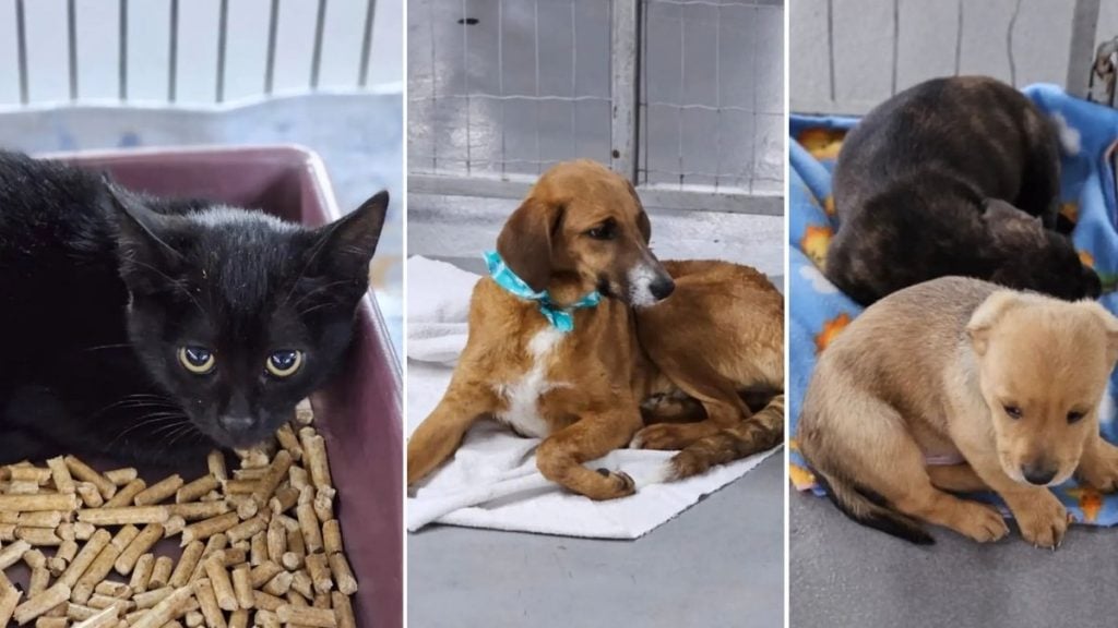 Feira de adoção de animais no Ponteio Shopping