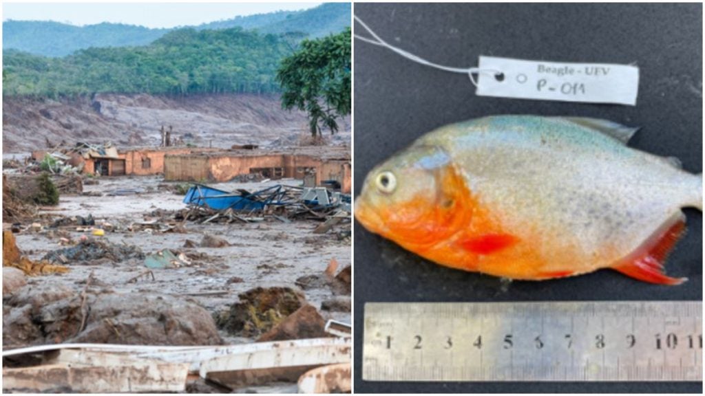 Pesquisa revela que desastre de Mariana reduziu diversidade de peixes nativos no Rio Doce