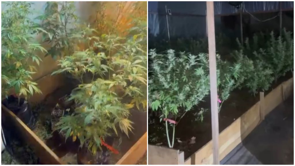 VÍDEO: Homem é preso por cultivar maconha em BH; PM apreende 57 pés da planta