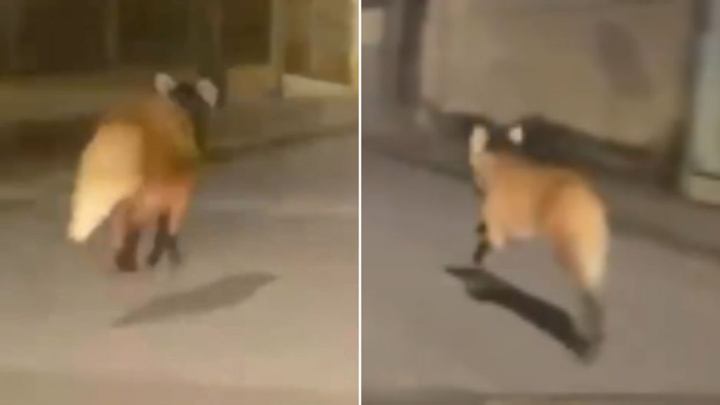 VÍDEO: Lobo-guará é flagrado passeando por ruas no Sul de Minas