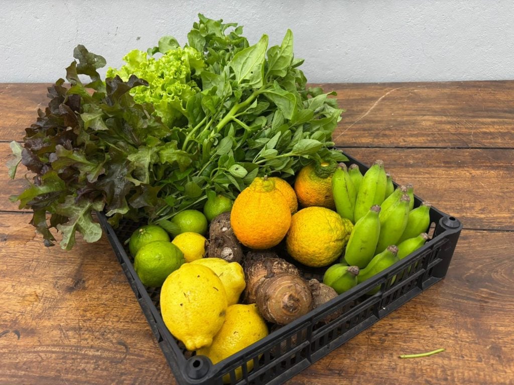 cesta produtos agrofloresta