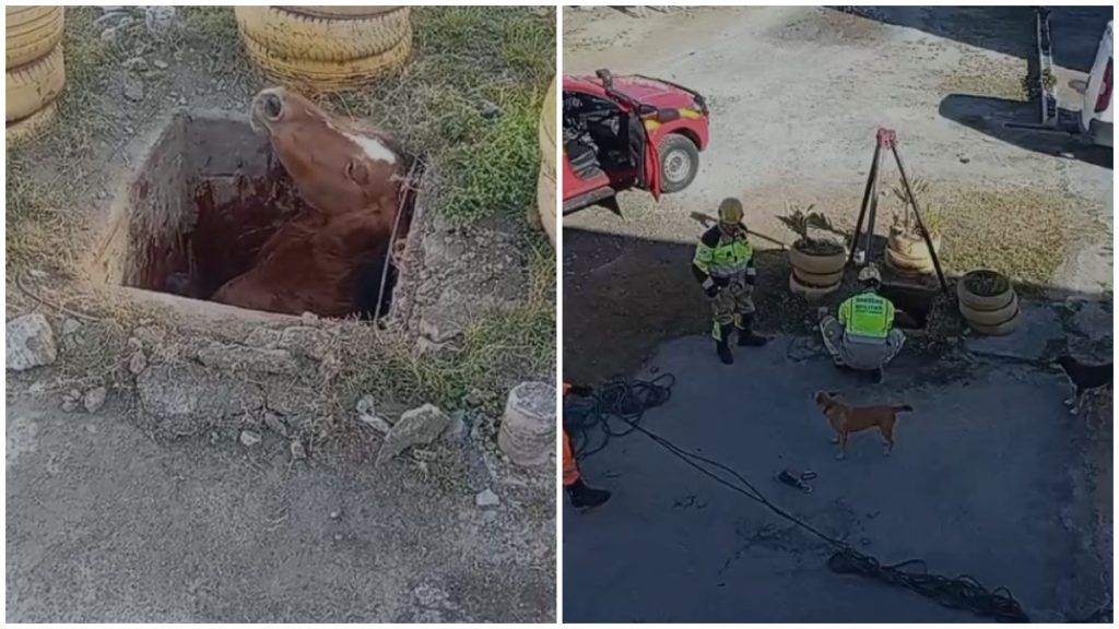 Égua cai em buraco de escoamento de água e fratura as patas em Santa Luzia, na Grande BH