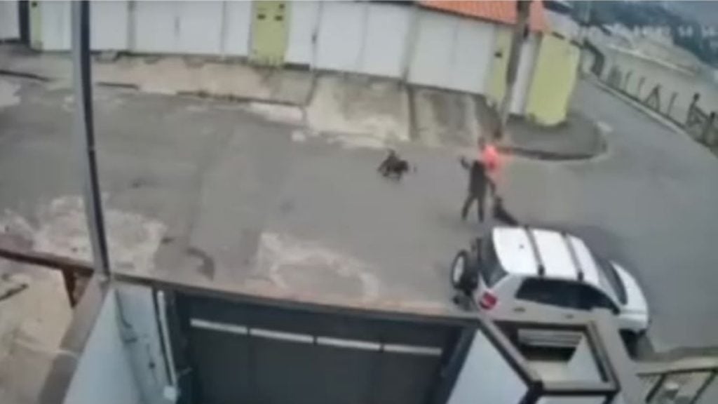 Ataque de Pitbull em Juiz de Fora