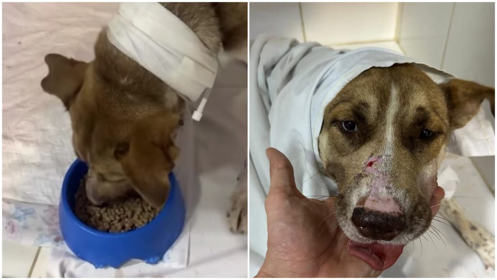Cadela agredida por ladrão ao tentar impedir furto em Betim passa por cirurgia