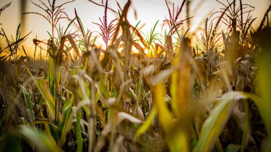 agro