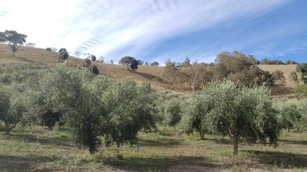 azeite sul de minas gerais