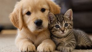 pets