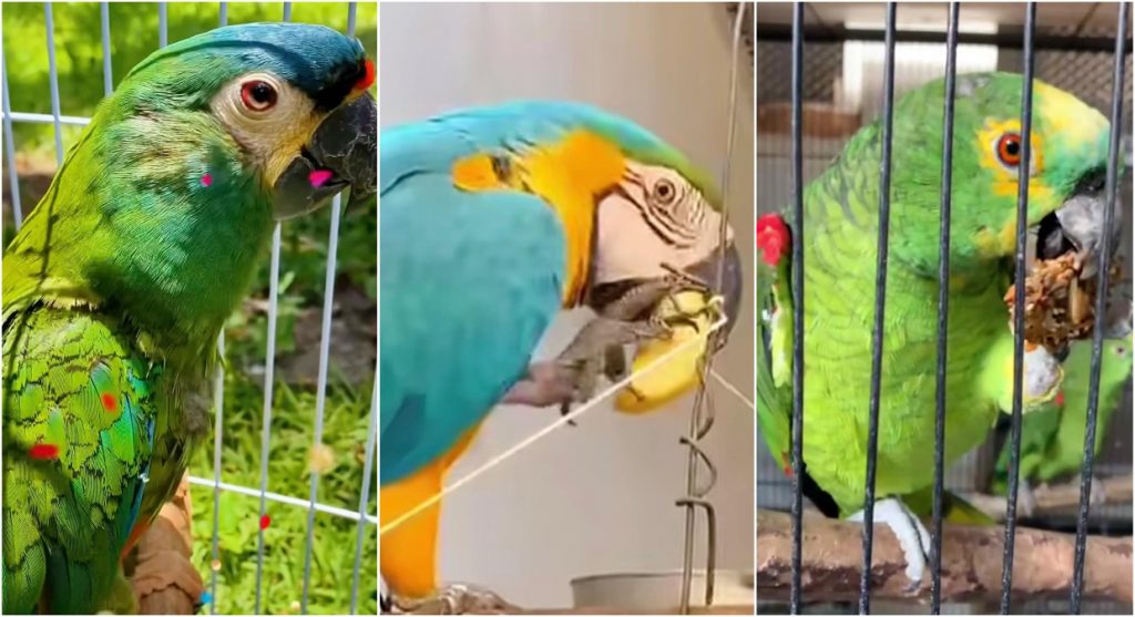 Cetas do IBAMA de BH deixa de receber novos animais temporariamente