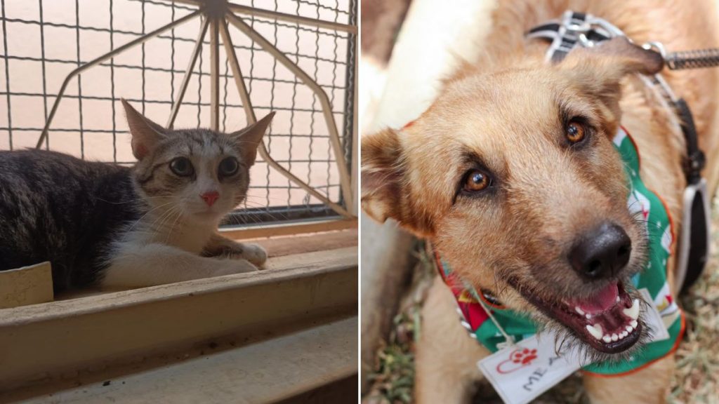 Feira de adoção de cães e gatos reúne 20 pets em Belo Horizonte