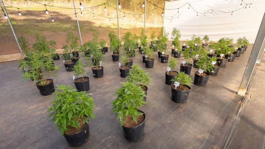 ufv banco germoplasma cannabis