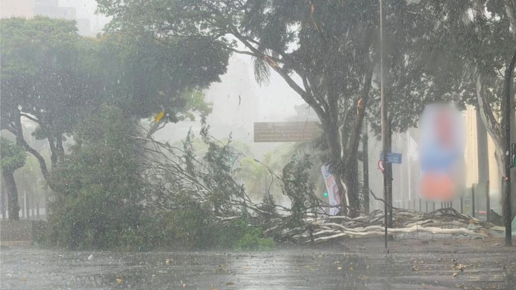 chuva forte bh queda árvore