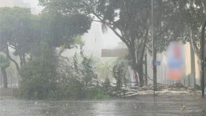chuva forte bh queda árvore
